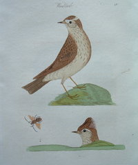 Woodlark