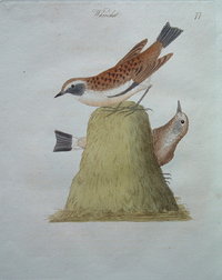 Whinchat