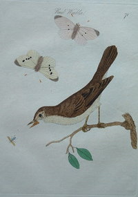 Reed Warbler