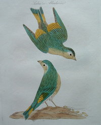 Siskin or Aberdavine