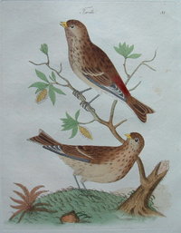 Twite