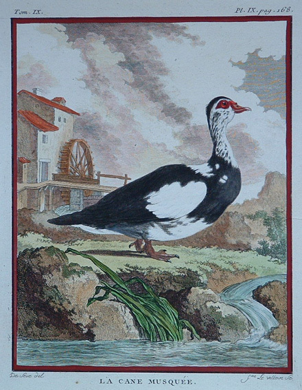 La Cane Musquee