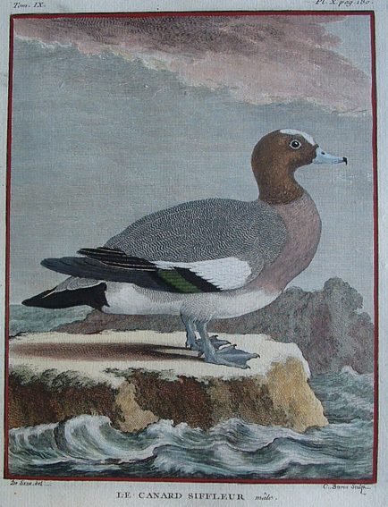 Le Canard Siffleur, male