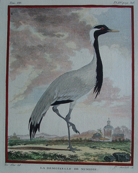 La Demoiselle de Numidie