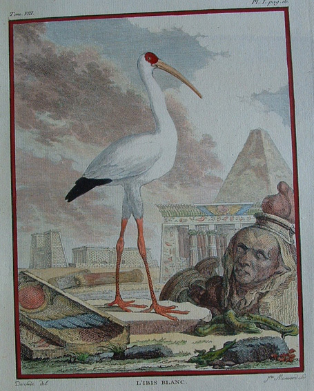 L'Ibis Blanc