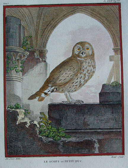 Le Scops ou Petit Duc