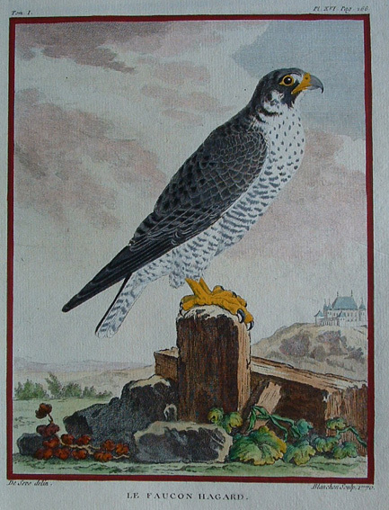 Le Faucon Hagard
