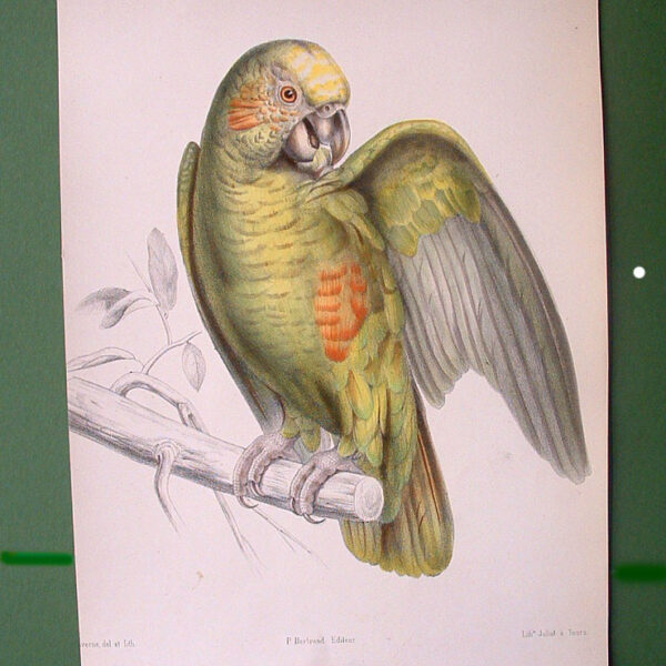 Parrot