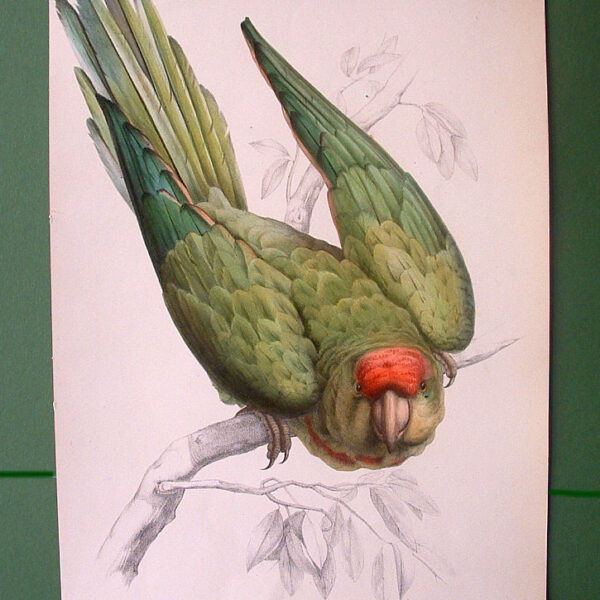 Parrot