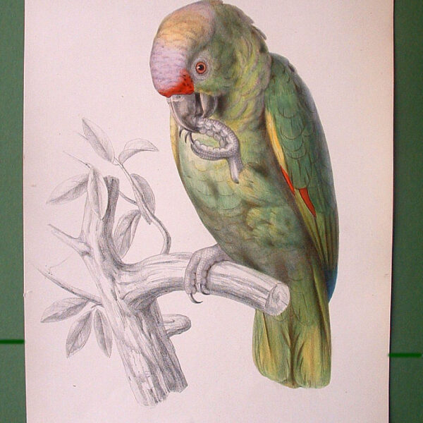 Parrot