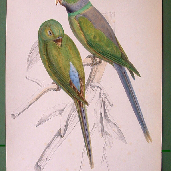 Parrot