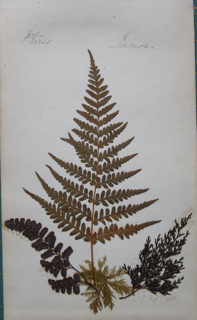 small ferns 8