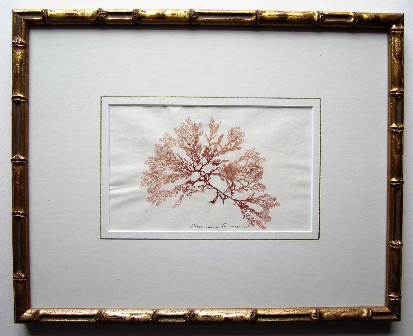 Victorian Sea Weed 9