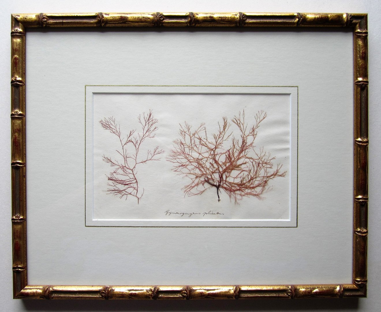 Victorian Sea Weed 4