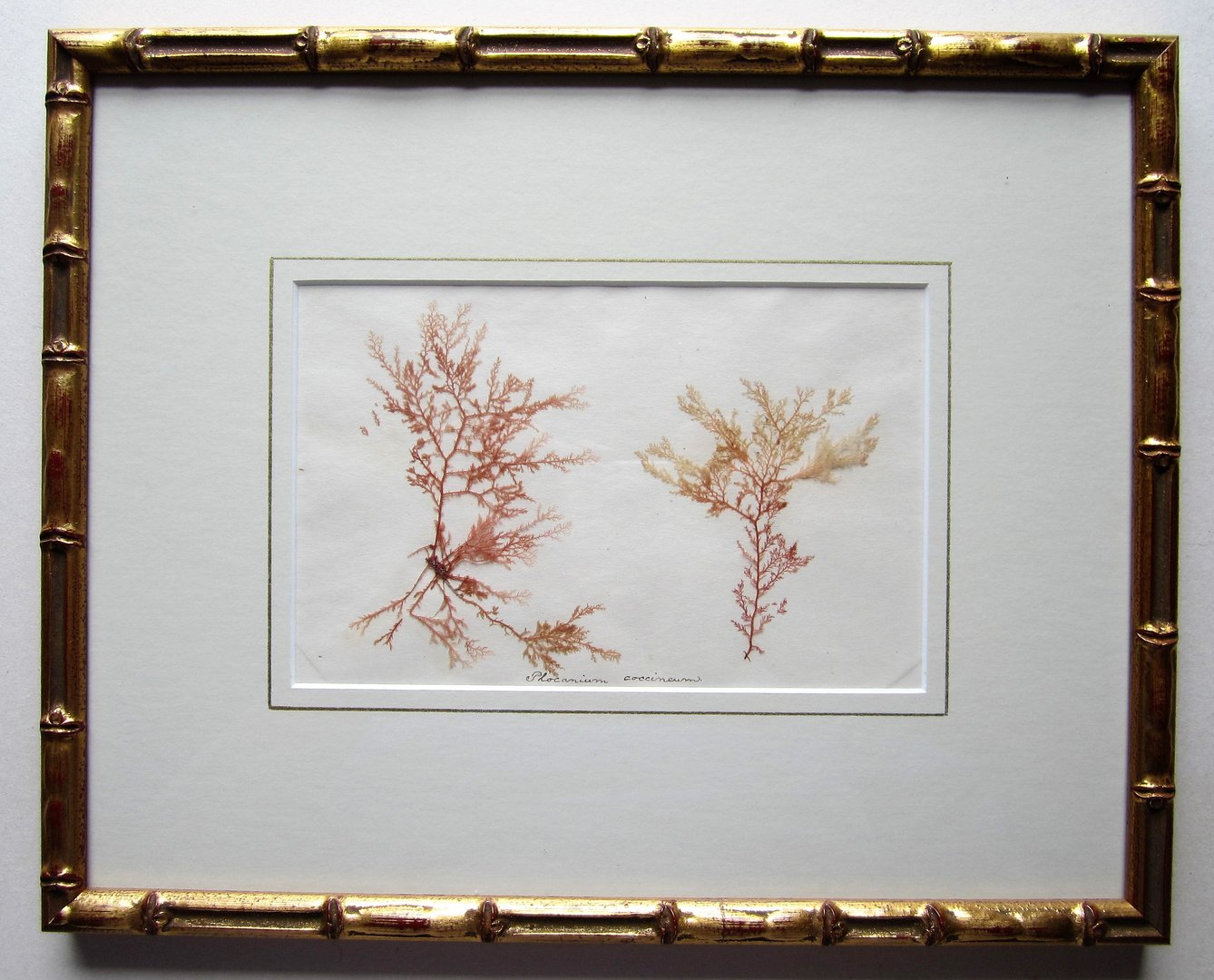 Victorian Sea Weed 12