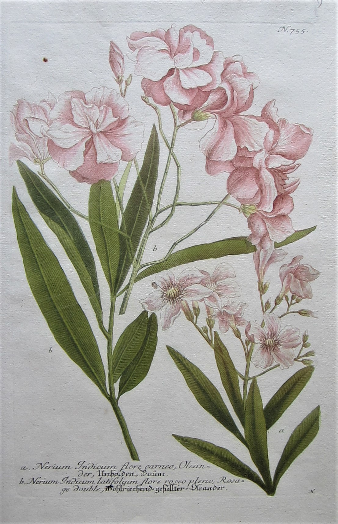 Botanicals - Oleander