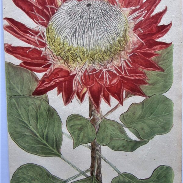Botanical - Protea