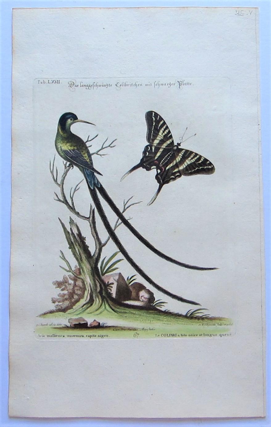 Birds - Humming bird - Image 2