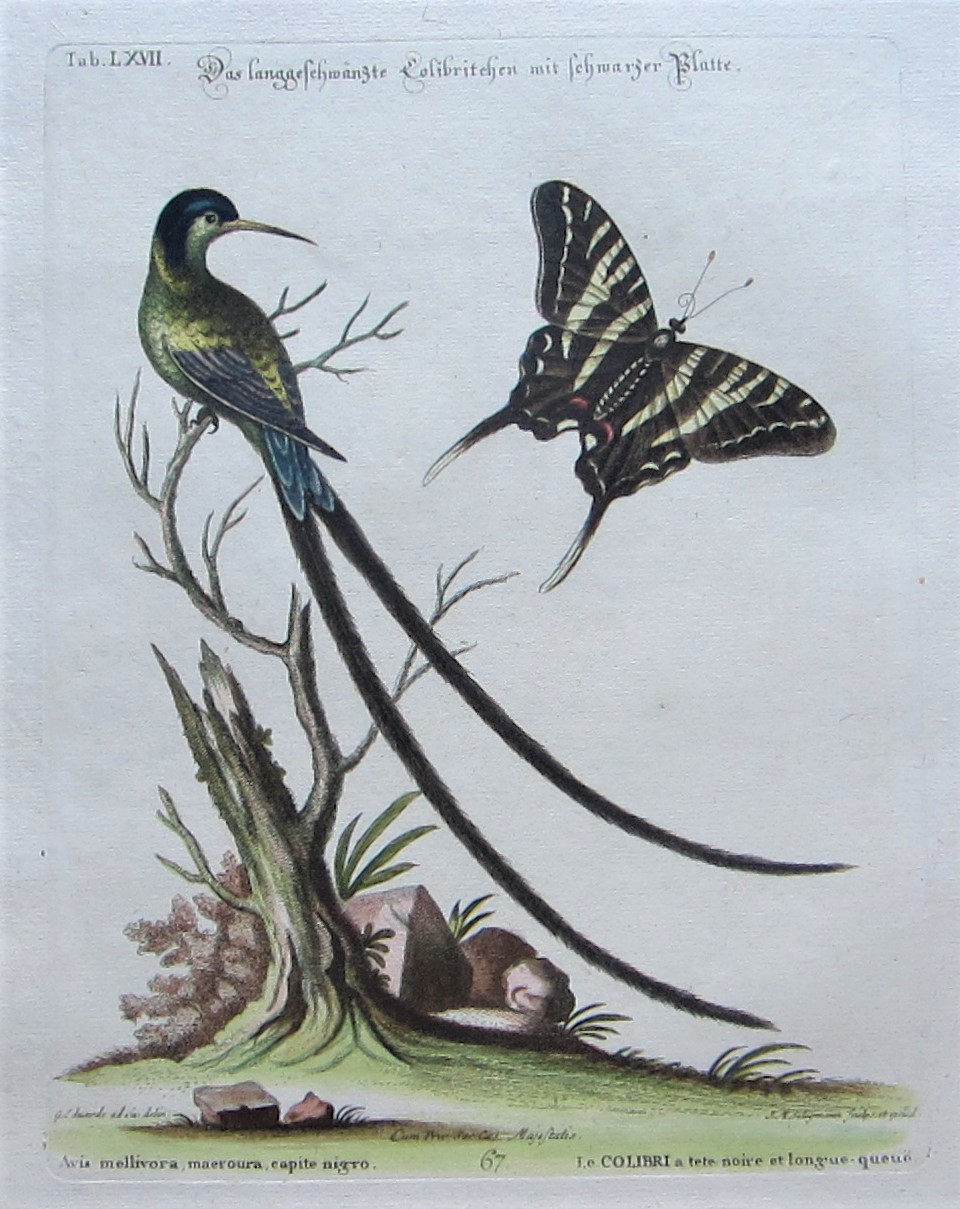 Birds - Humming bird