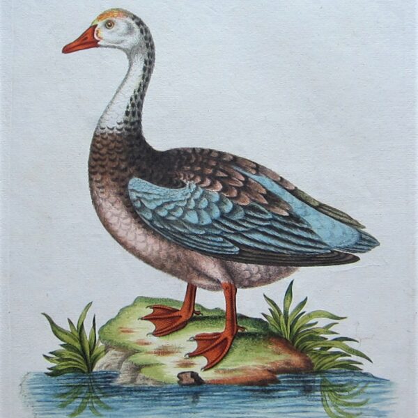 Birds - Geese
