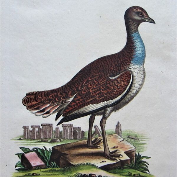 Birds - Bustard.