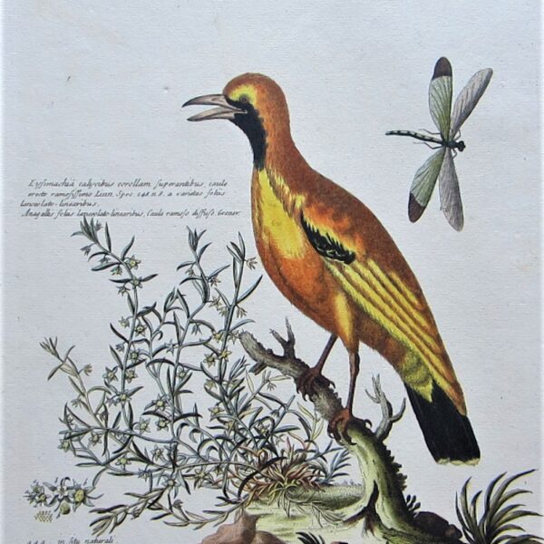 Birds - Bird of Paradise.