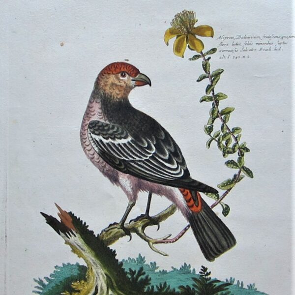 Birds - Finch