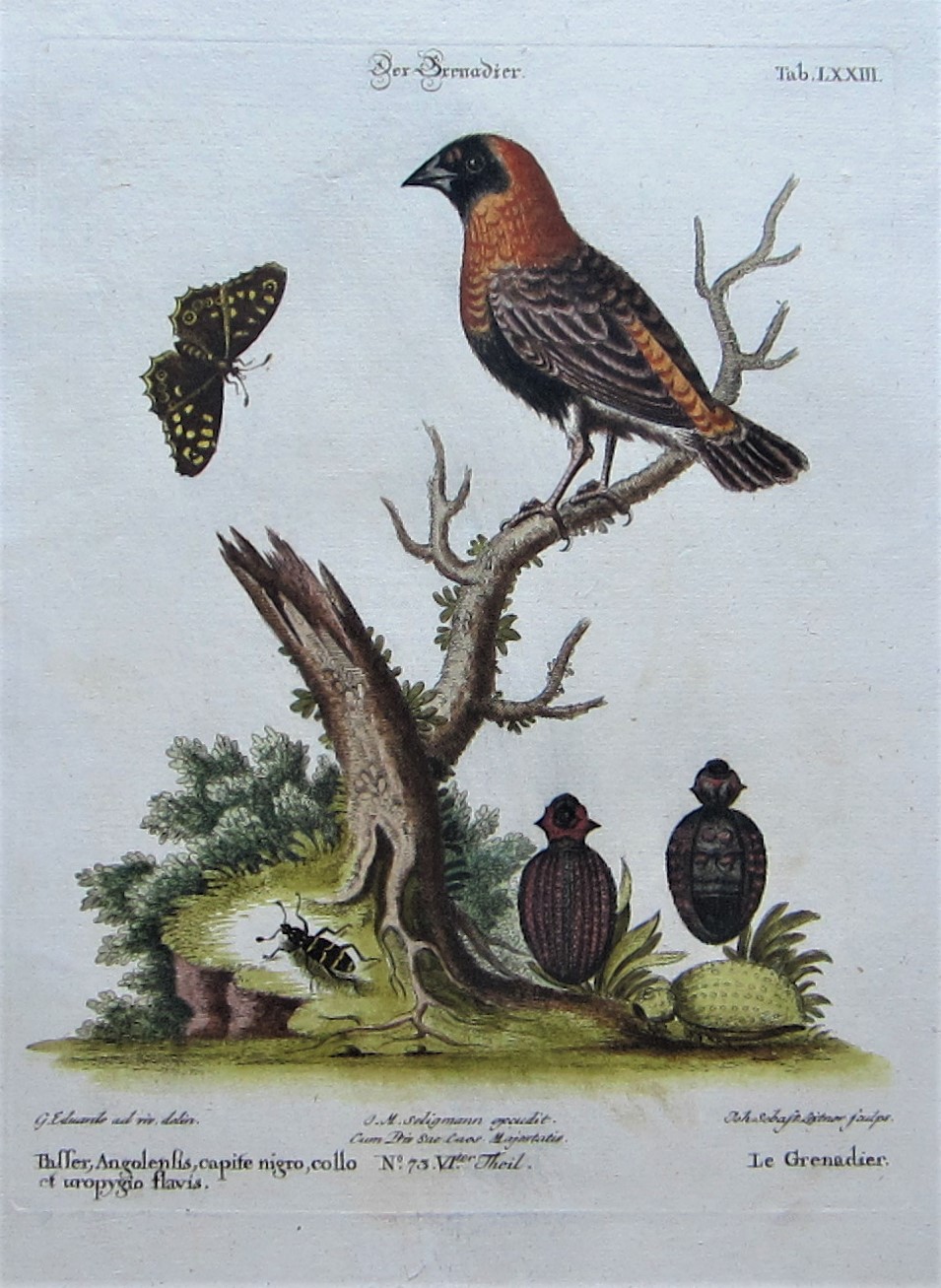 Birds - Waxbill