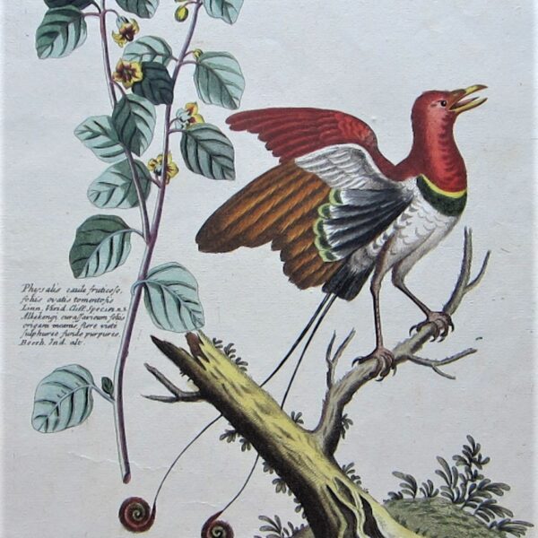 Birds - Bird of Paradise