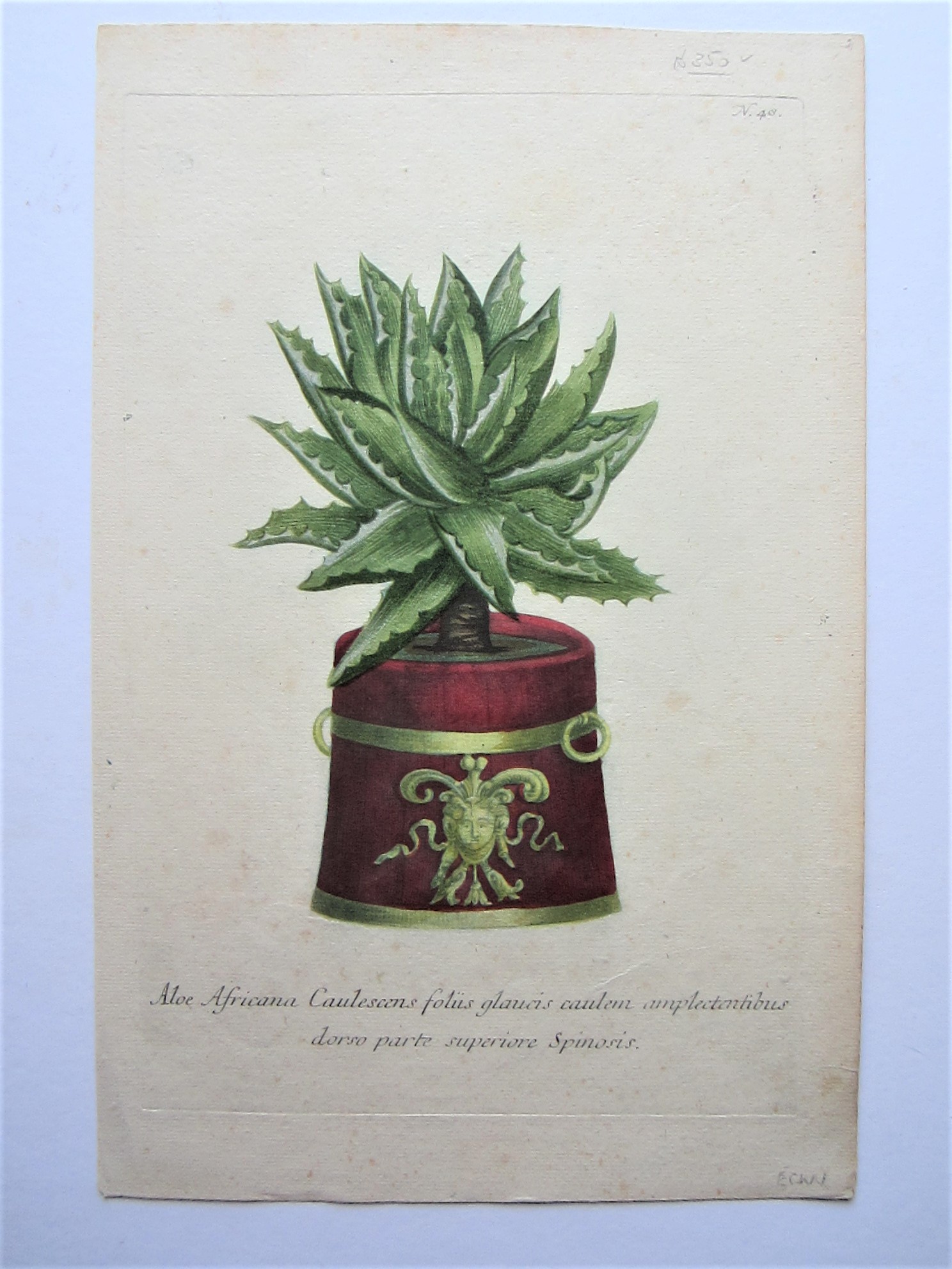 Botanicals - Aloe in Pot