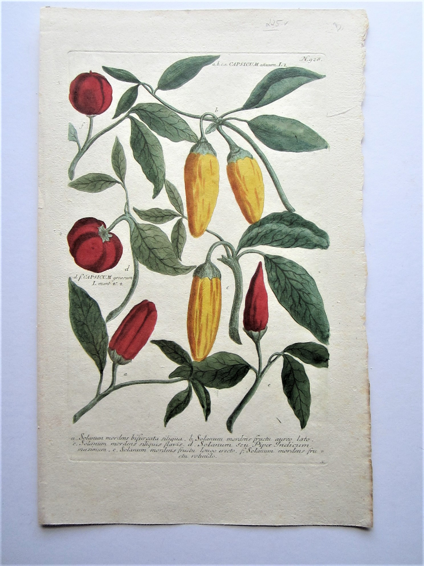 Botanicals - Peppers