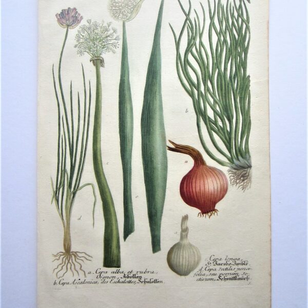 Botanicals - Onions