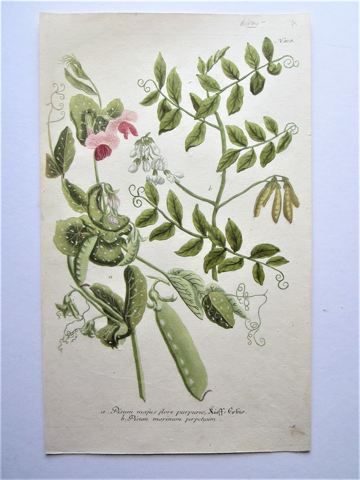 Botanicals - Sweet Pea
