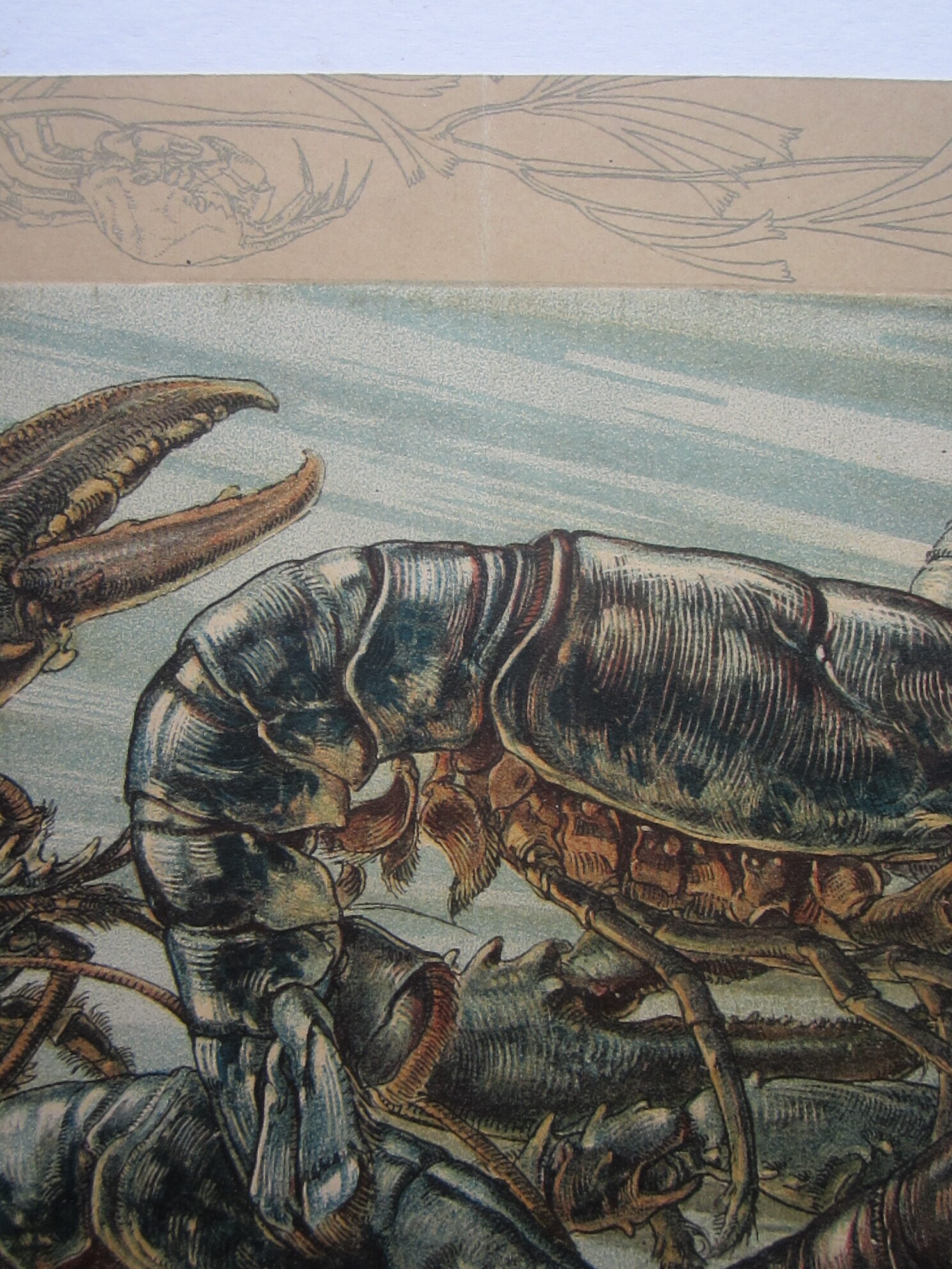 Lobster with crabs