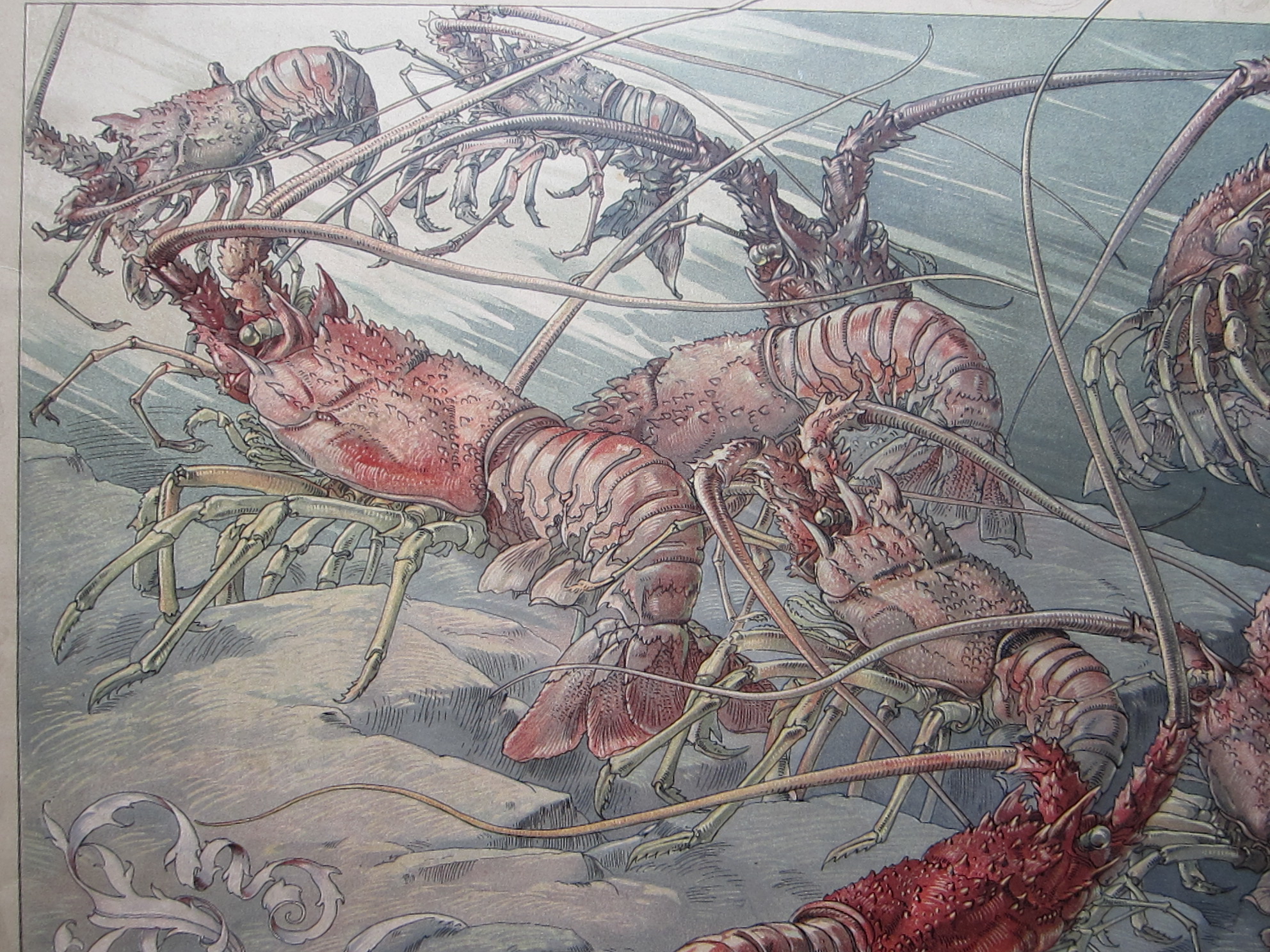 Red Lobster - Image 3