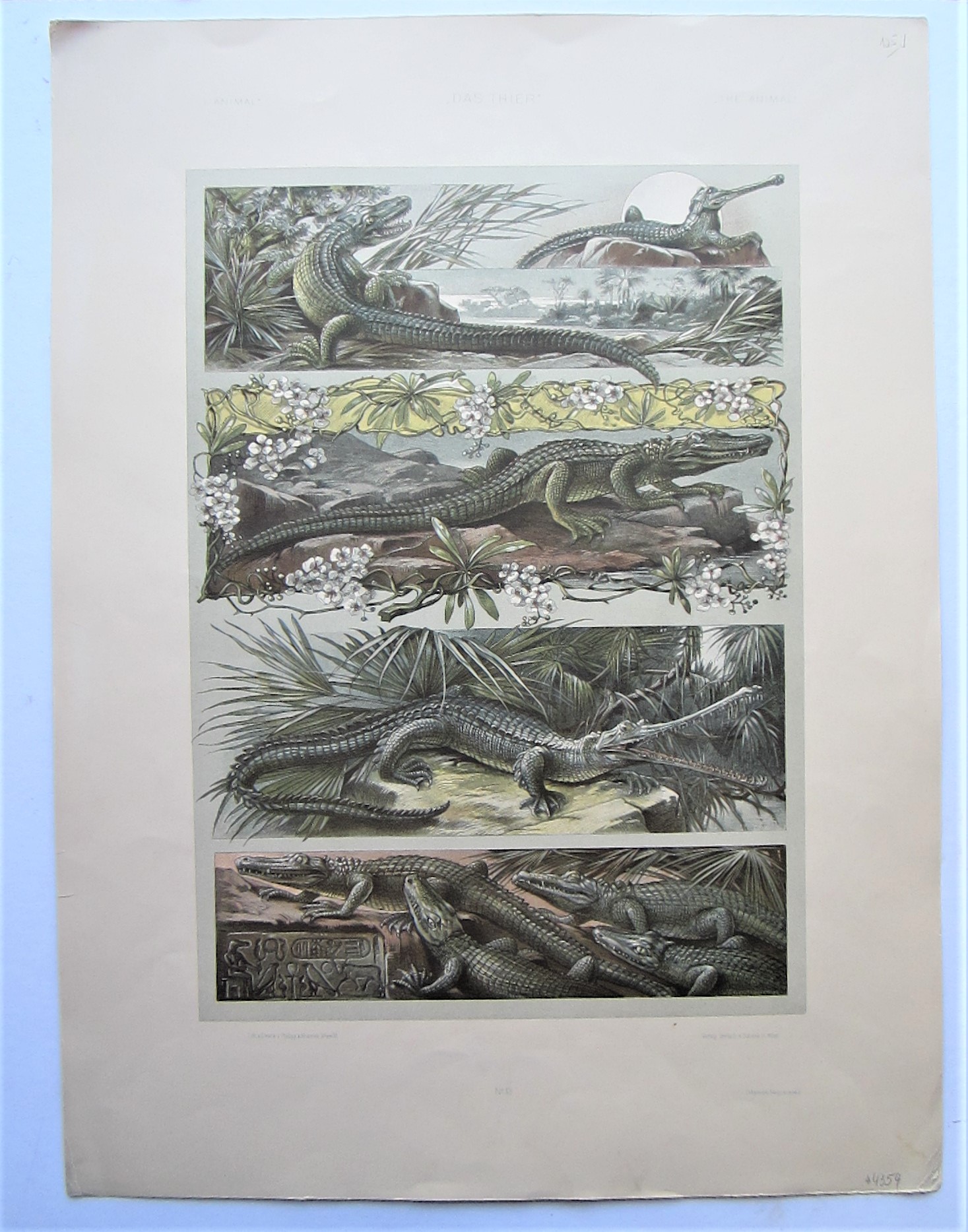Crocodiles. - Image 2