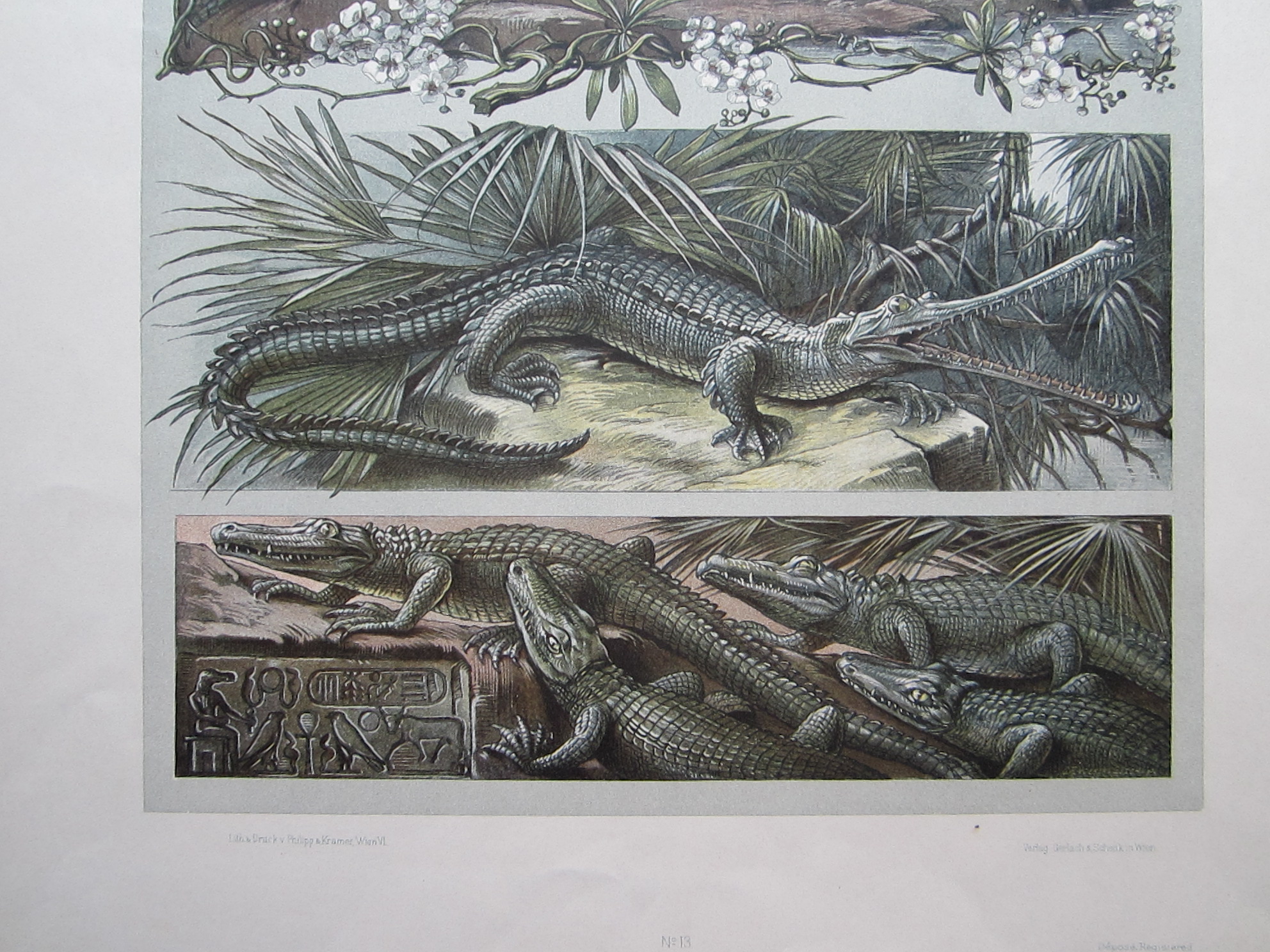 Crocodiles. - Image 3