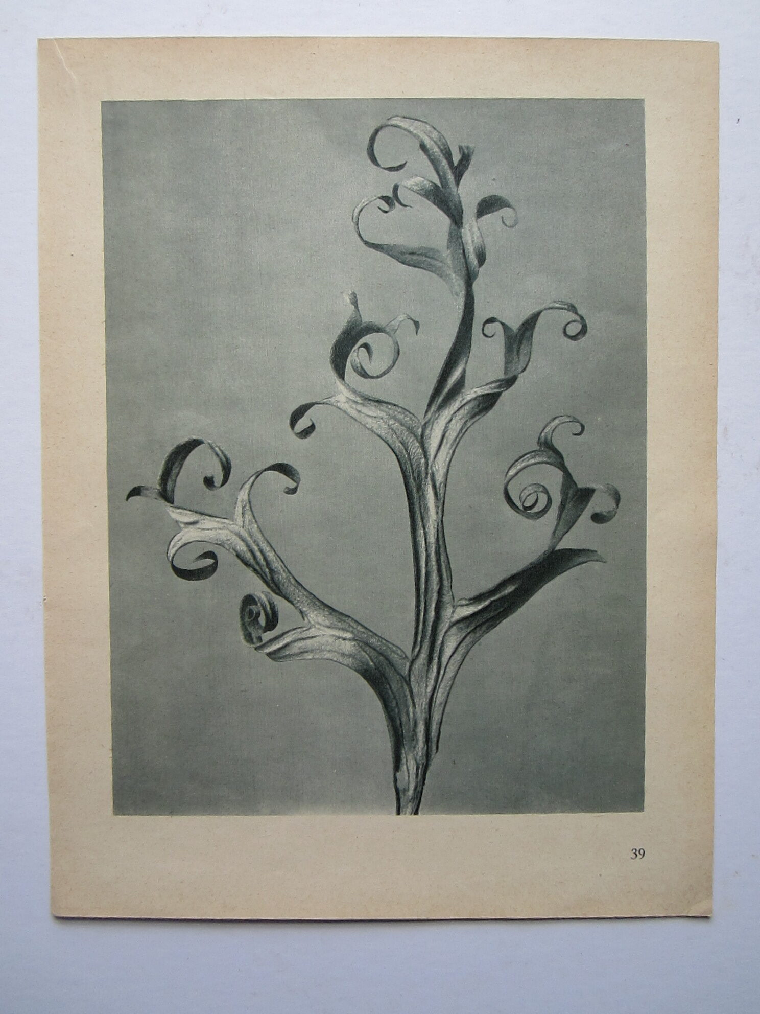 Seed Capsules - Image 2