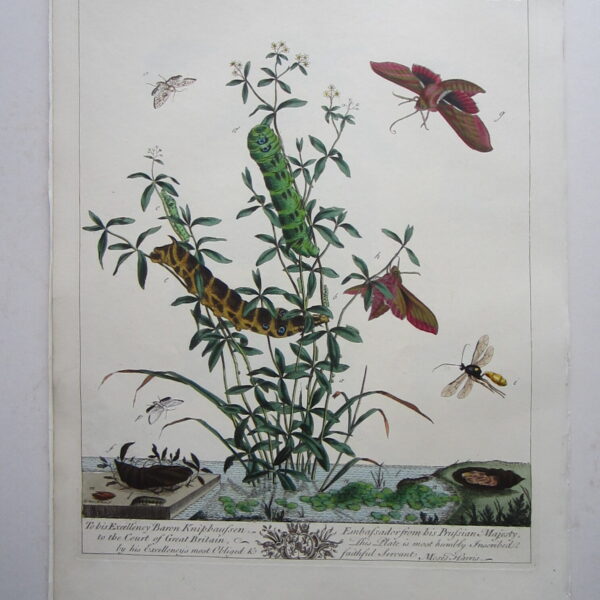 Moth and Flowers by Moses Harris