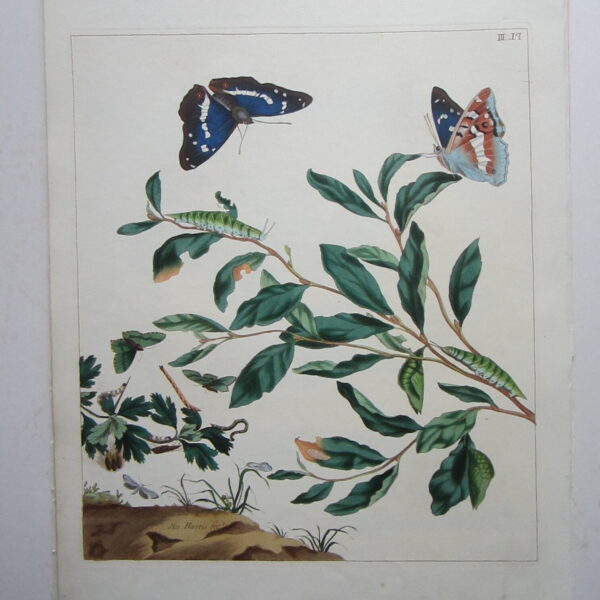 Moth and Flowers by Moses Harris
