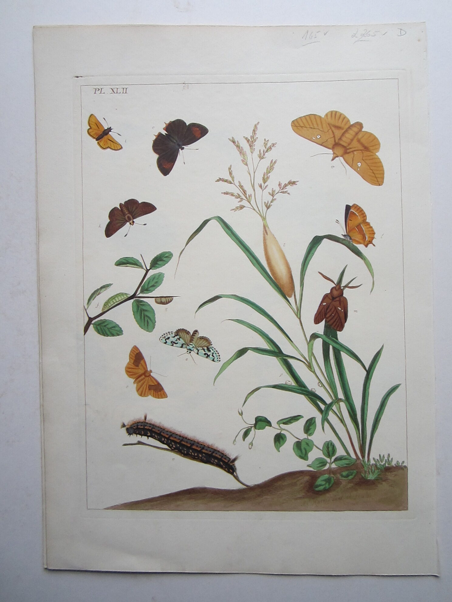 Moth and Flowers by Moses Harris