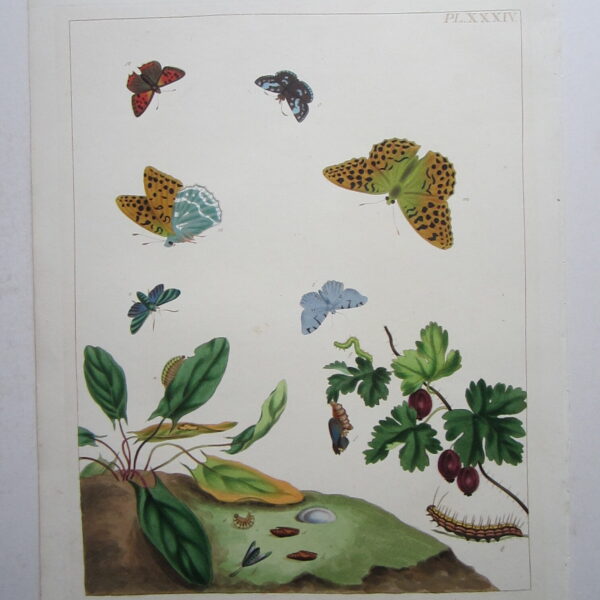 Moth and Flowers by Moses Harris
