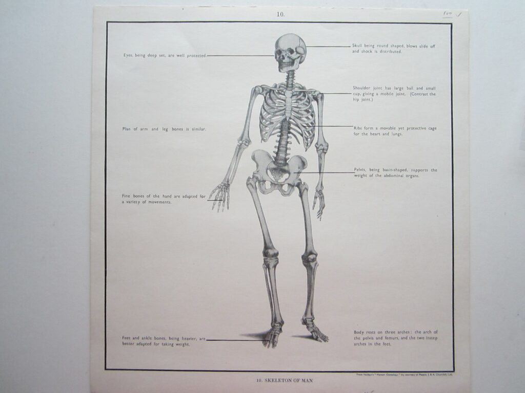 Skeleton For Map Human Skeleton - Anatomical print - Map Woman