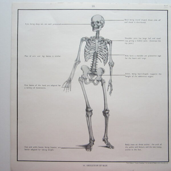 Human Skeleton - Anatomical print