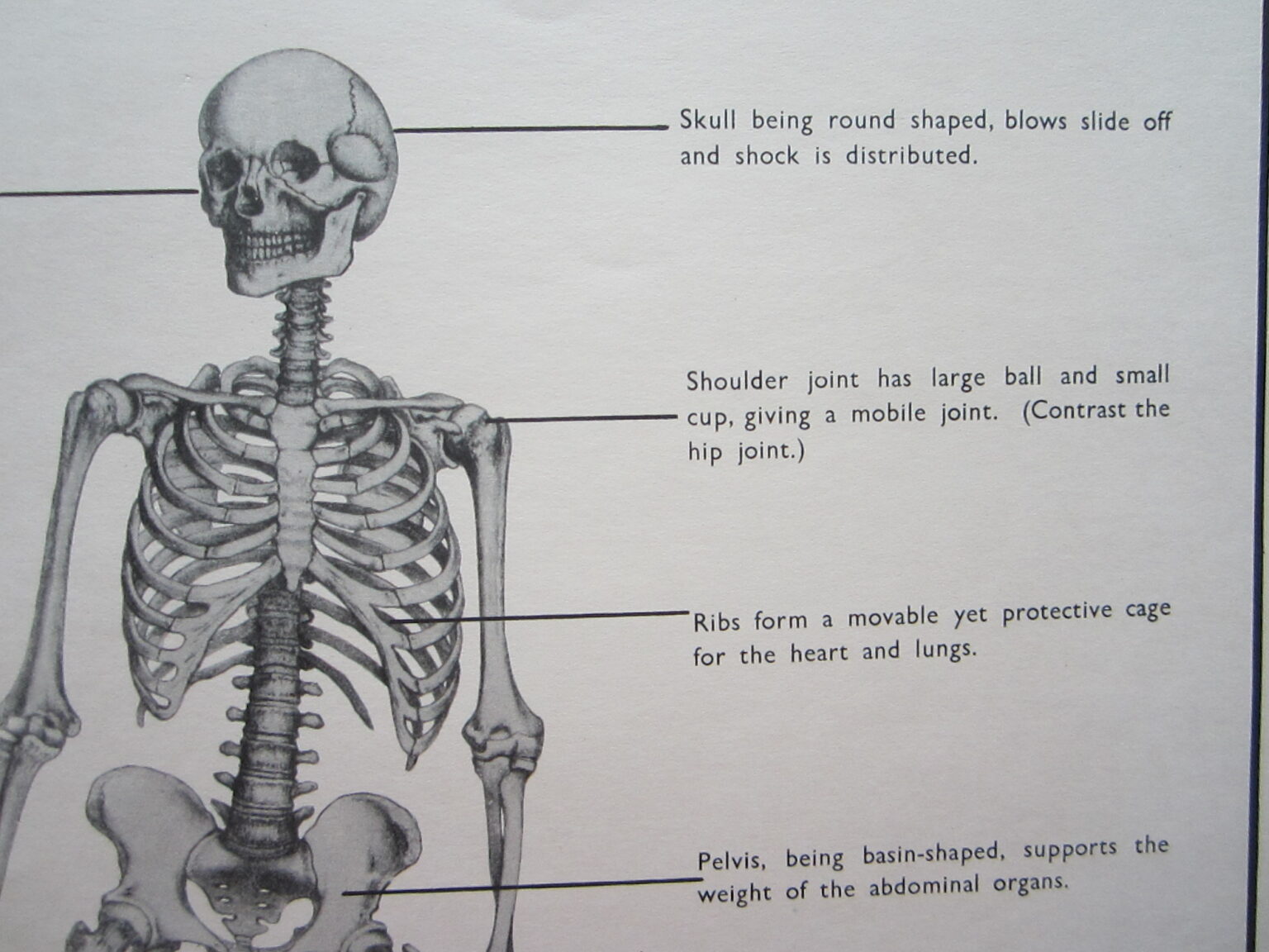 Skeleton For Map Human Skeleton - Anatomical print - Map Woman