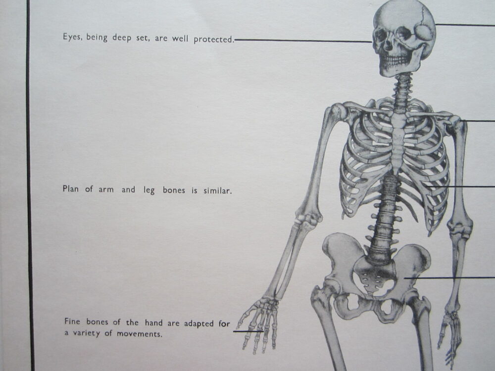 Skeleton For Map Human Skeleton - Anatomical print - Map Woman