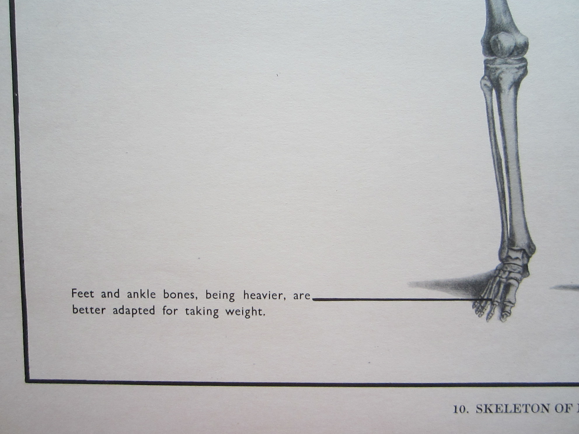Human Skeleton - Anatomical print - Image 4